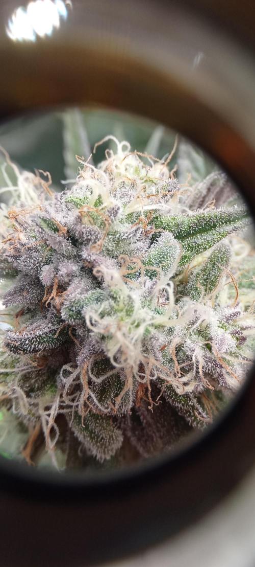První lampa. Week 13 - SLH/pink candy