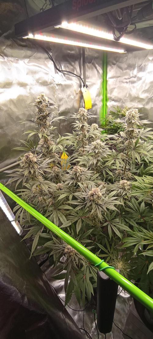 První lampa. Week 13 - SLH/pink candy