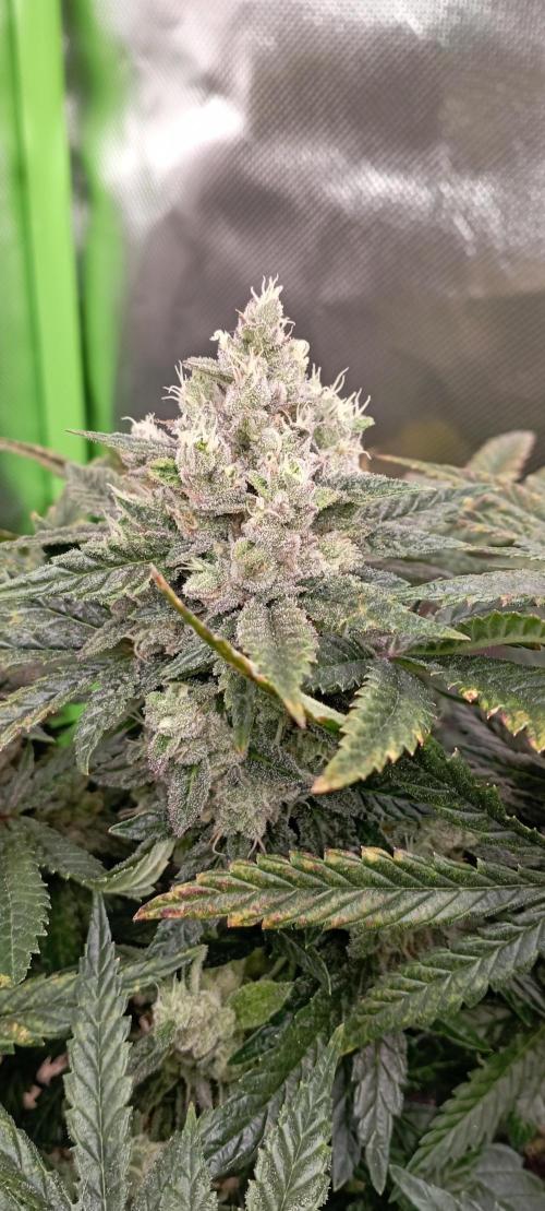 První lampa. Week 14 - Insane og
