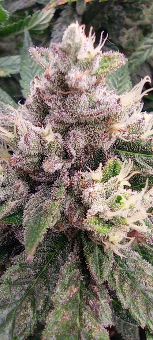 První lampa. Week 14 - Insane og