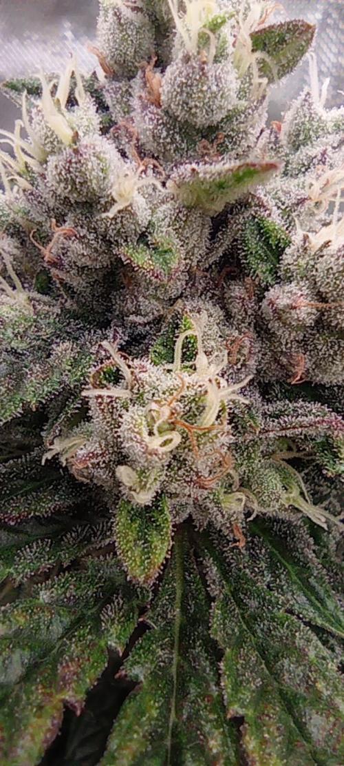 První lampa. Week 14 - Insane og
