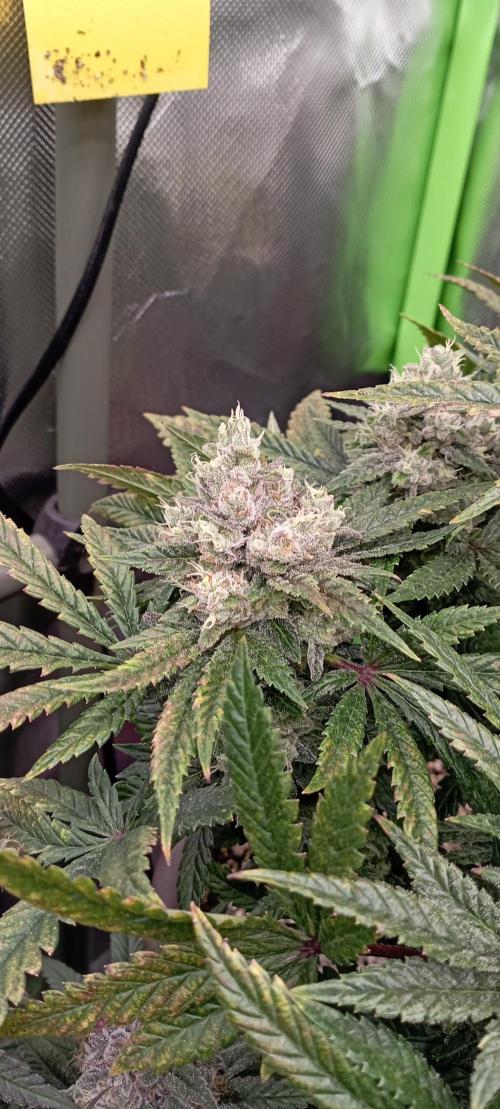 První lampa. Week 14 - Insane og