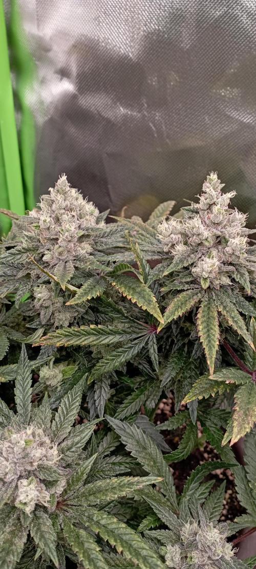 První lampa. Week 14 - Insane og