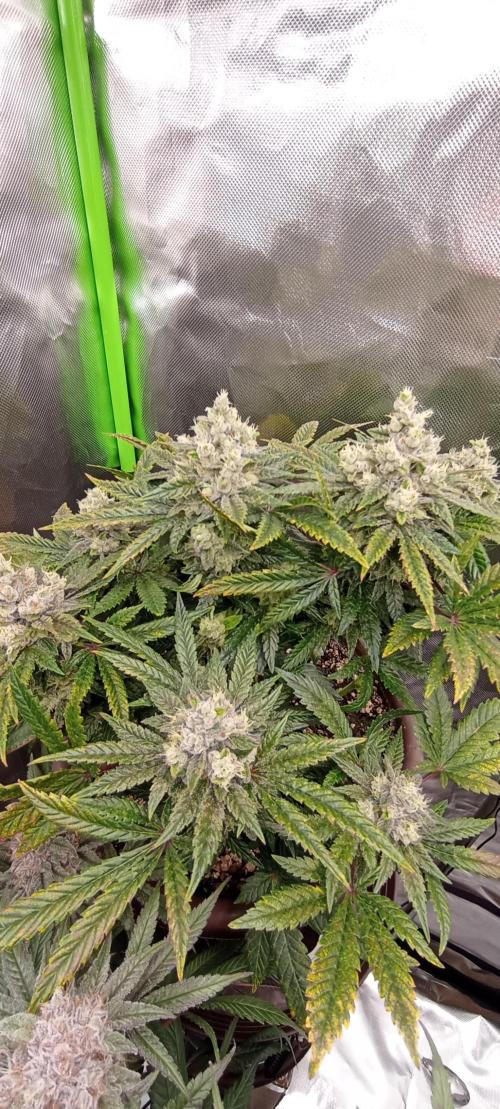 První lampa. Week 14 - Insane og
