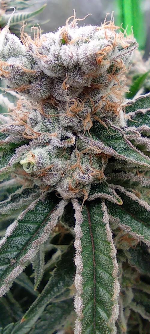 První lampa. Week 14 - Mimosa/Orange punch