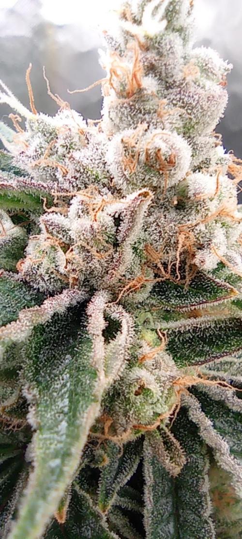 První lampa. Week 14 - Mimosa/Orange punch