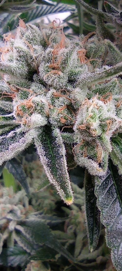 První lampa. Week 14 - Mimosa/Orange punch