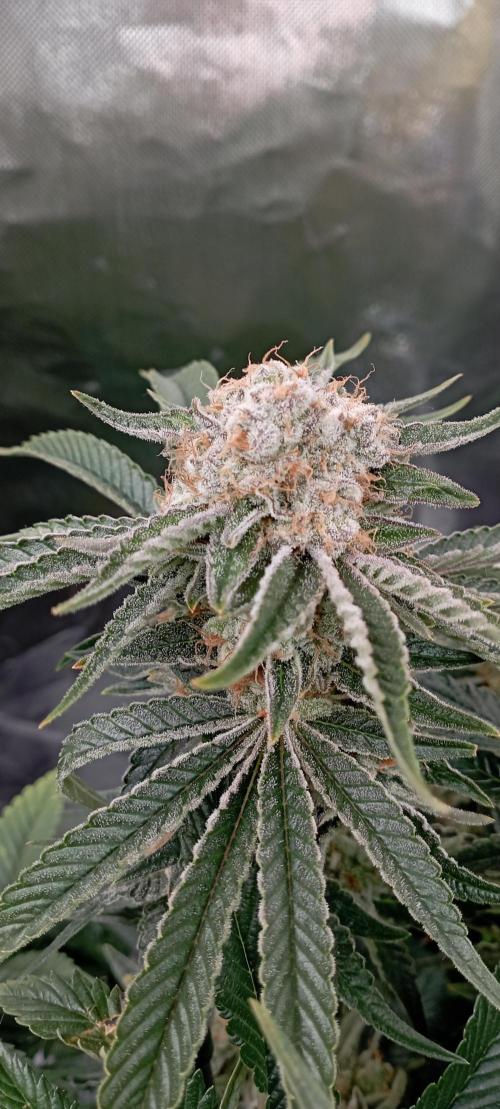 První lampa. Week 14 - Mimosa/Orange punch