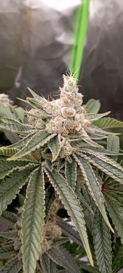 První lampa. Week 14 - Mimosa/Orange punch