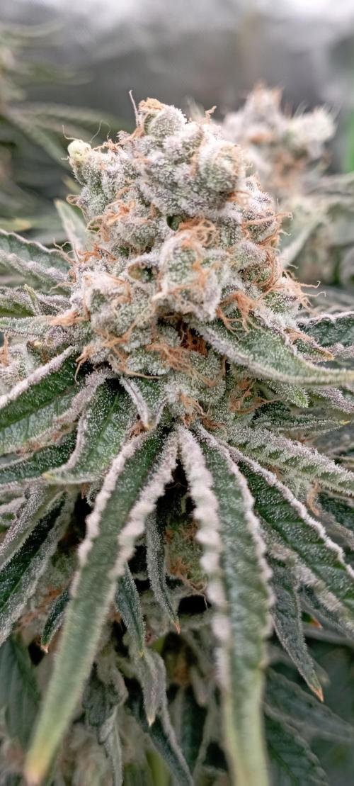 První lampa. Week 14 - Mimosa/Orange punch