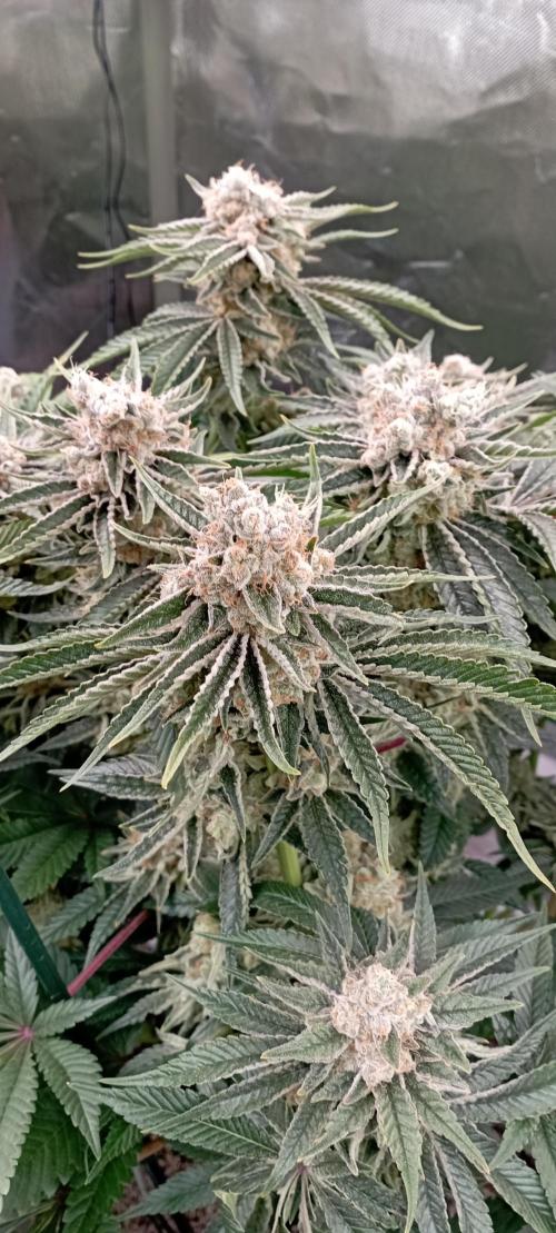 První lampa. Week 14 - Mimosa/Orange punch