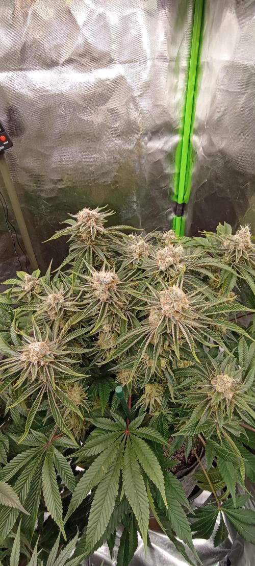 První lampa. Week 14 - Mimosa/Orange punch