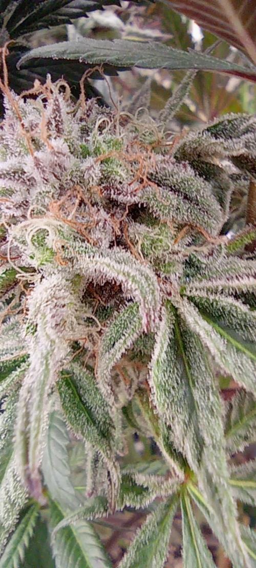 První lampa. Week 14 - SLH/pink candy