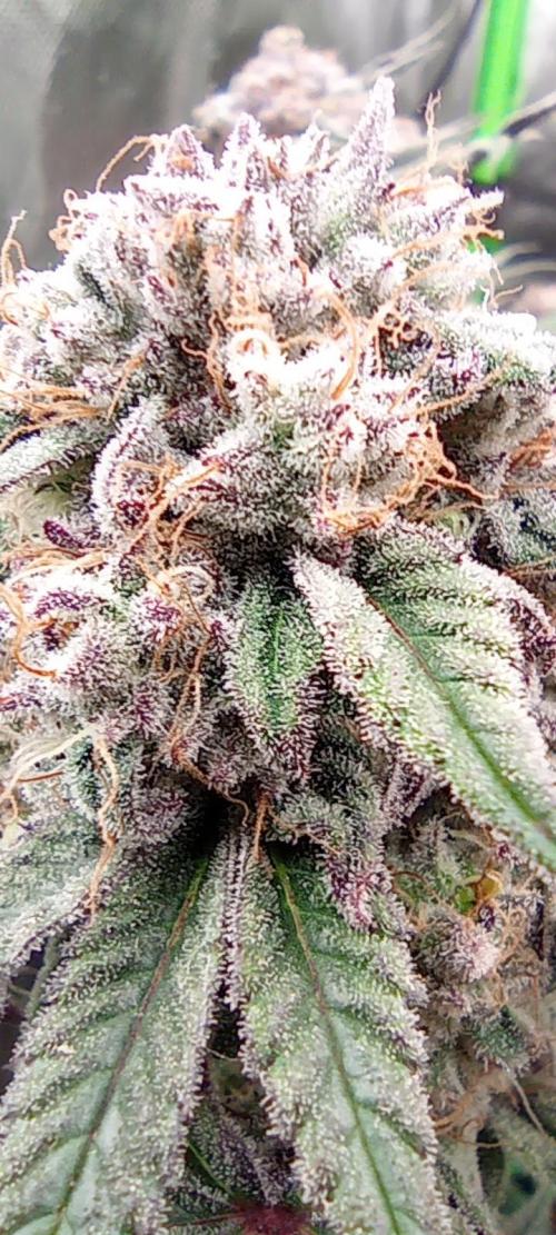 První lampa. Week 14 - SLH/pink candy