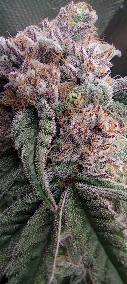 První lampa. Week 14 - SLH/pink candy