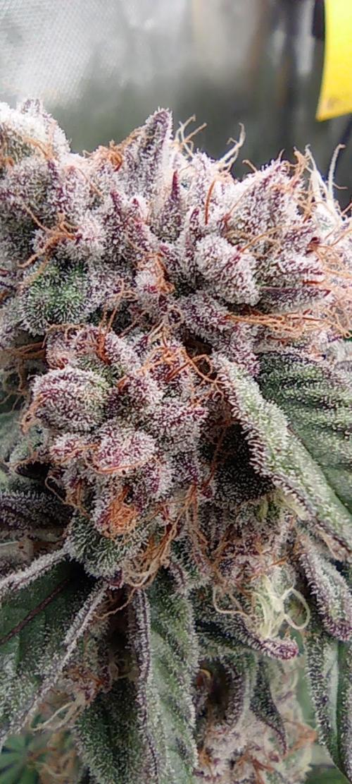 První lampa. Week 14 - SLH/pink candy