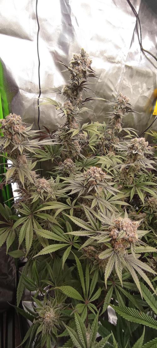 První lampa. Week 14 - SLH/pink candy