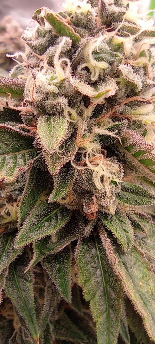První lampa. Week 14 - Sour diesel