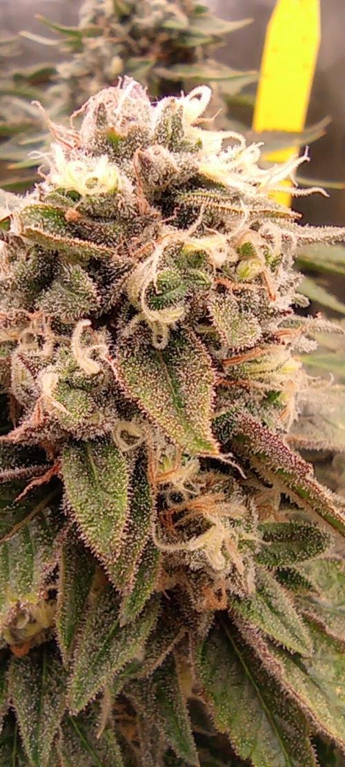 První lampa. Week 14 - Sour diesel