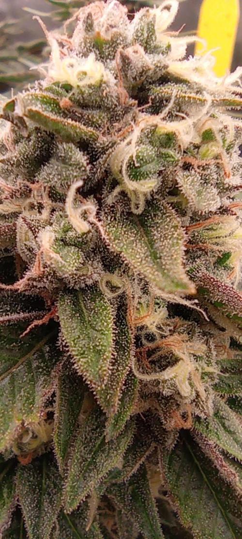 První lampa. Week 14 - Sour diesel