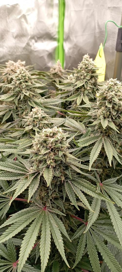 První lampa. Week 14 - Sour diesel