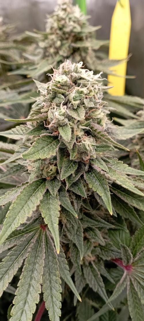 První lampa. Week 14 - Sour diesel