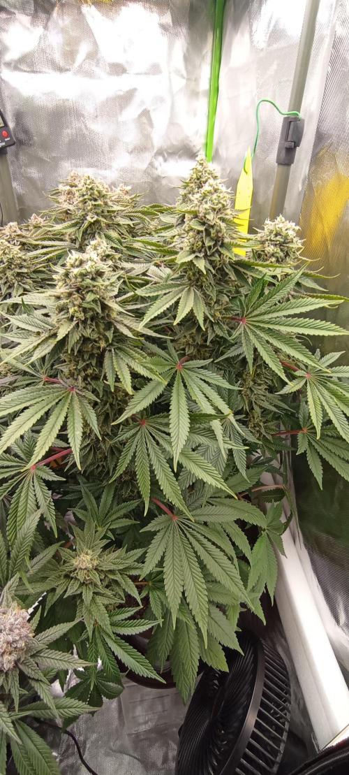 První lampa. Week 14 - Sour diesel