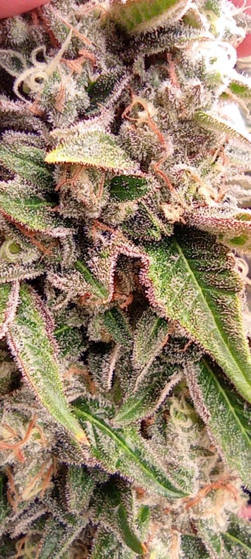 První lampa. Week 15 - Sour diesel