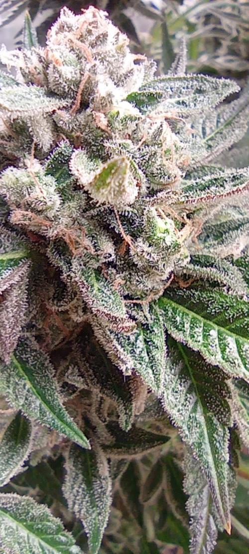 První lampa. Week 15 - Sour diesel
