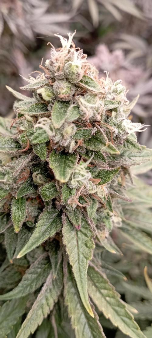 První lampa. Week 15 - Sour diesel