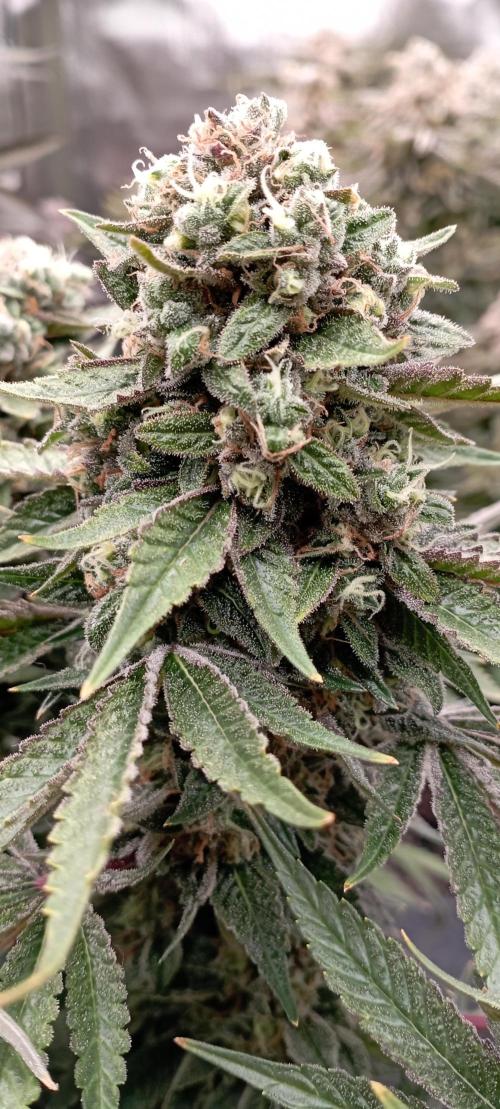 První lampa. Week 15 - Sour diesel