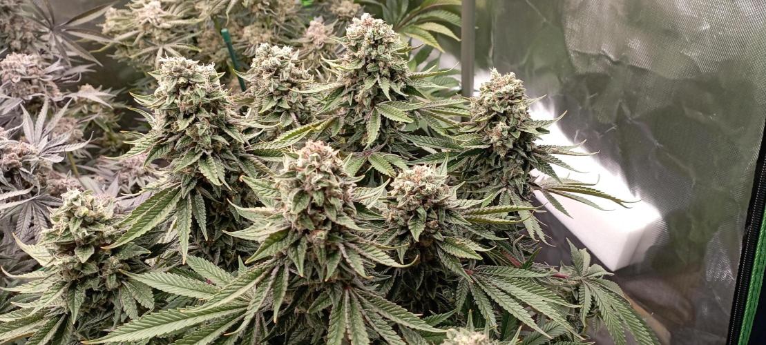 První lampa. Week 15 - Sour diesel