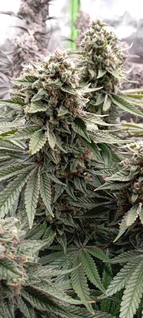 První lampa. Week 15 - Sour diesel