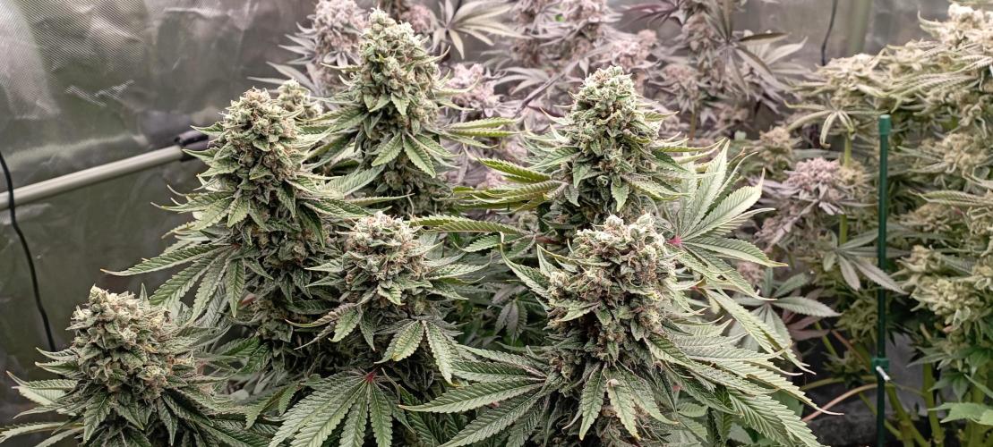 První lampa. Week 15 - Sour diesel