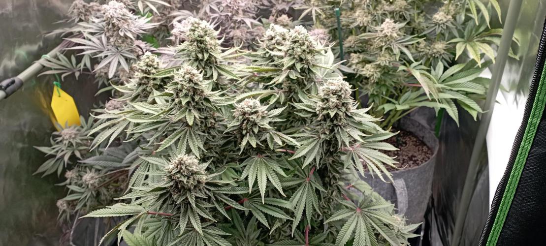 První lampa. Week 15 - Sour diesel