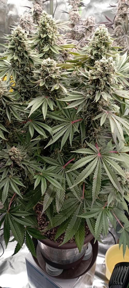 První lampa. Week 15 - Sour diesel