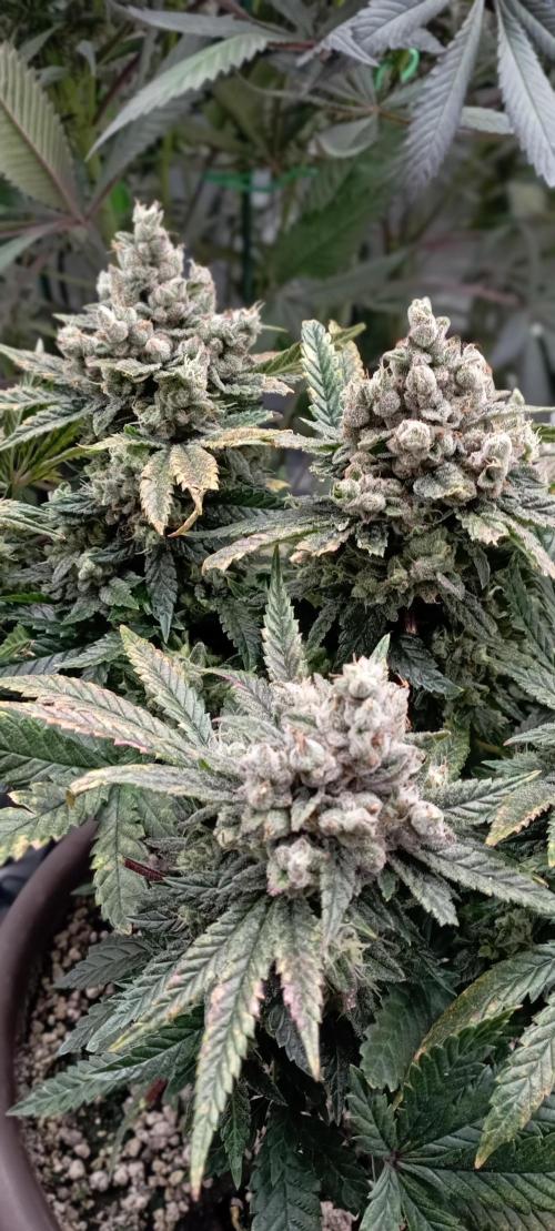 První lampa. Week 15 - Insane og