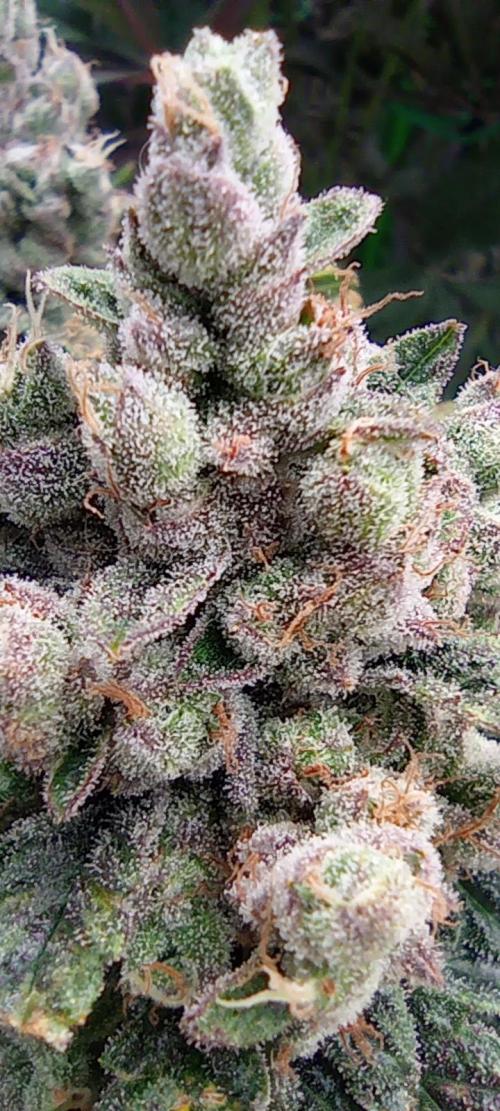 První lampa. Week 15 - Insane og