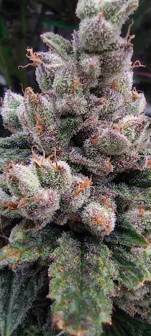 První lampa. Week 15 - Insane og