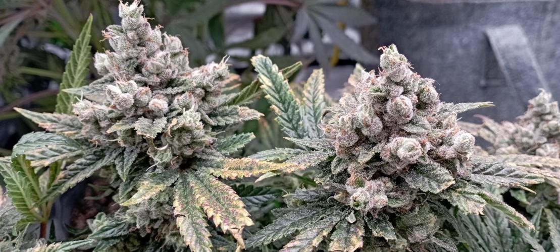 První lampa. Week 15 - Insane og