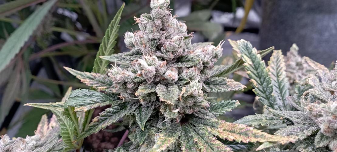První lampa. Week 15 - Insane og