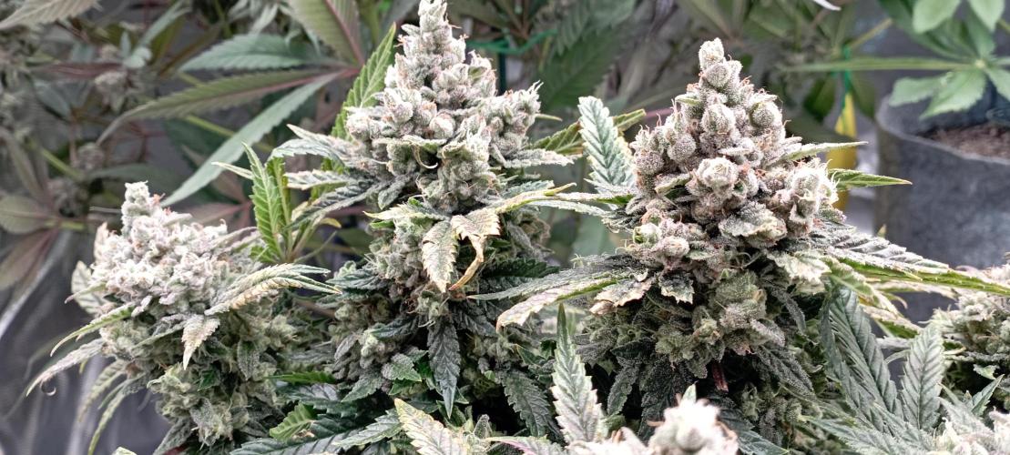 První lampa. Week 15 - Insane og