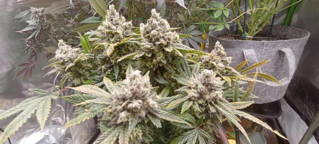 První lampa. Week 15 - Insane og