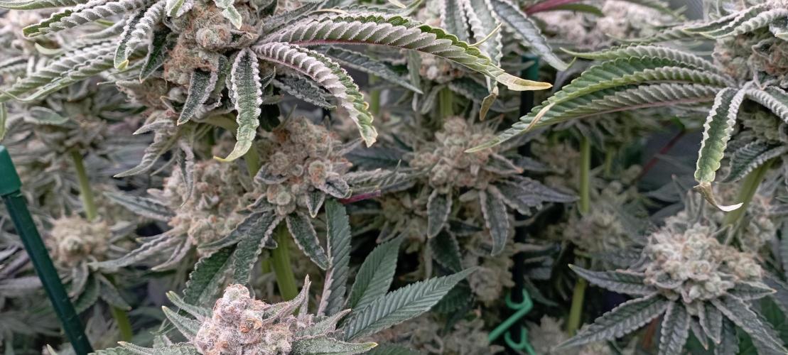 První lampa. Week 15 - Mimosa/Orange punch