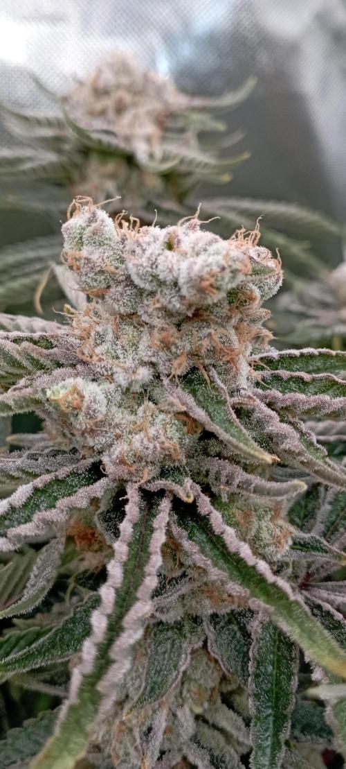 První lampa. Week 15 - Mimosa/Orange punch