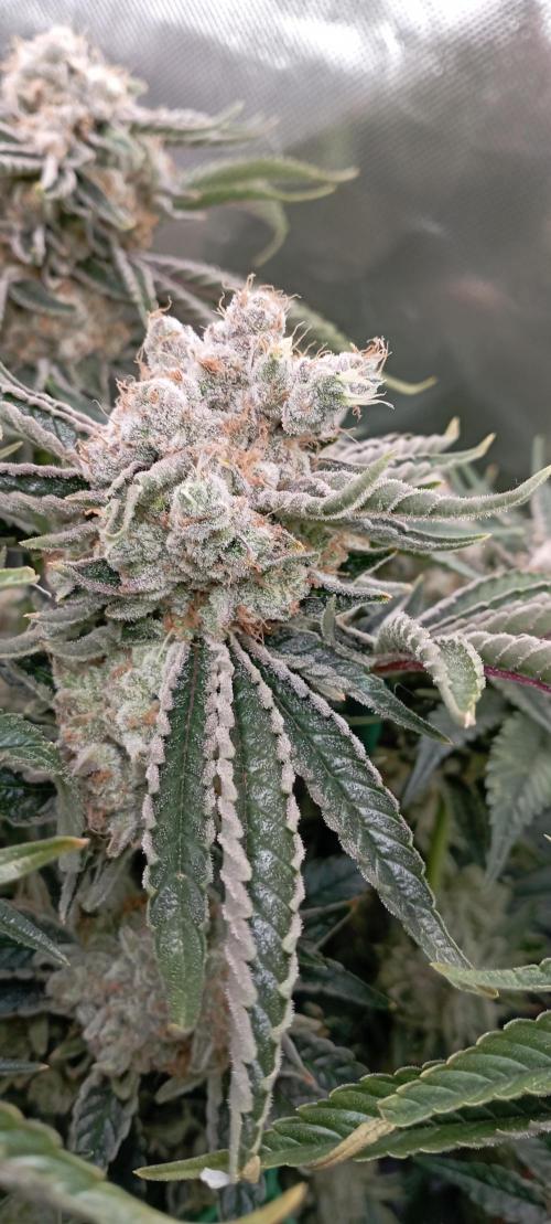 První lampa. Week 15 - Mimosa/Orange punch