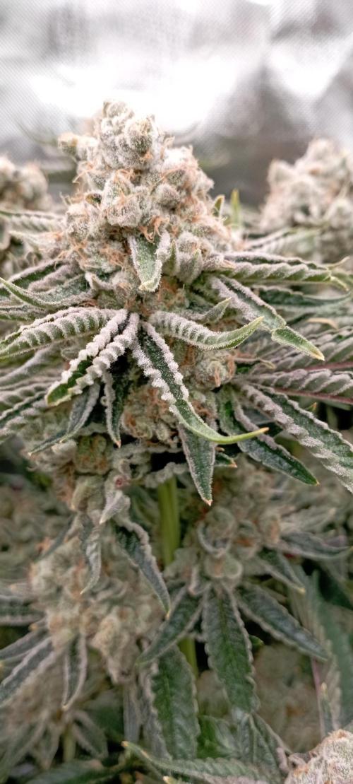 První lampa. Week 15 - Mimosa/Orange punch