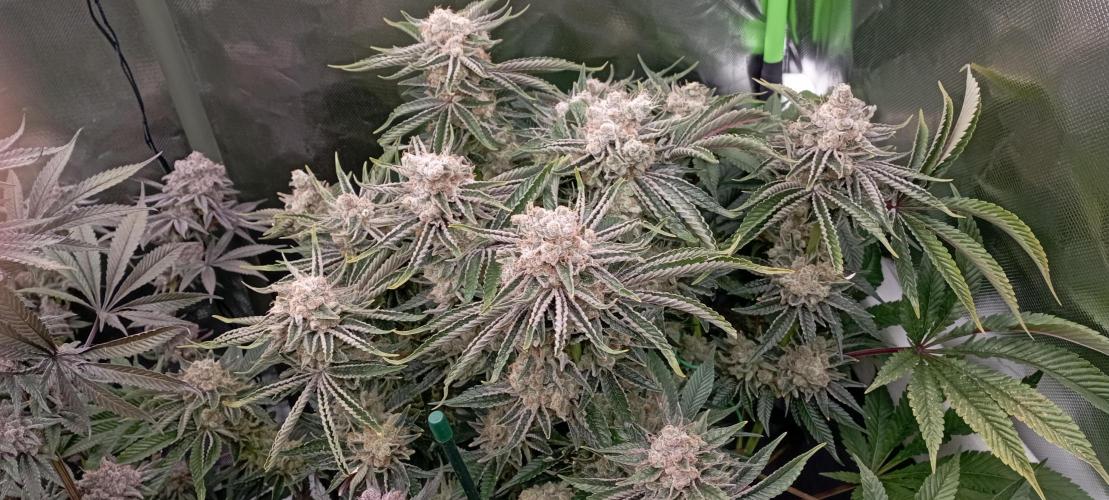První lampa. Week 15 - Mimosa/Orange punch