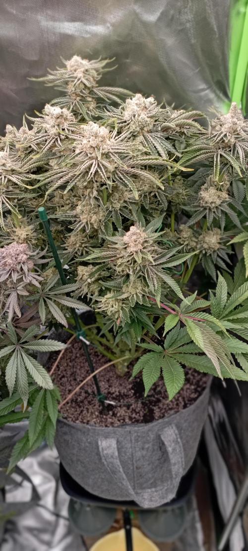 První lampa. Week 15 - Mimosa/Orange punch