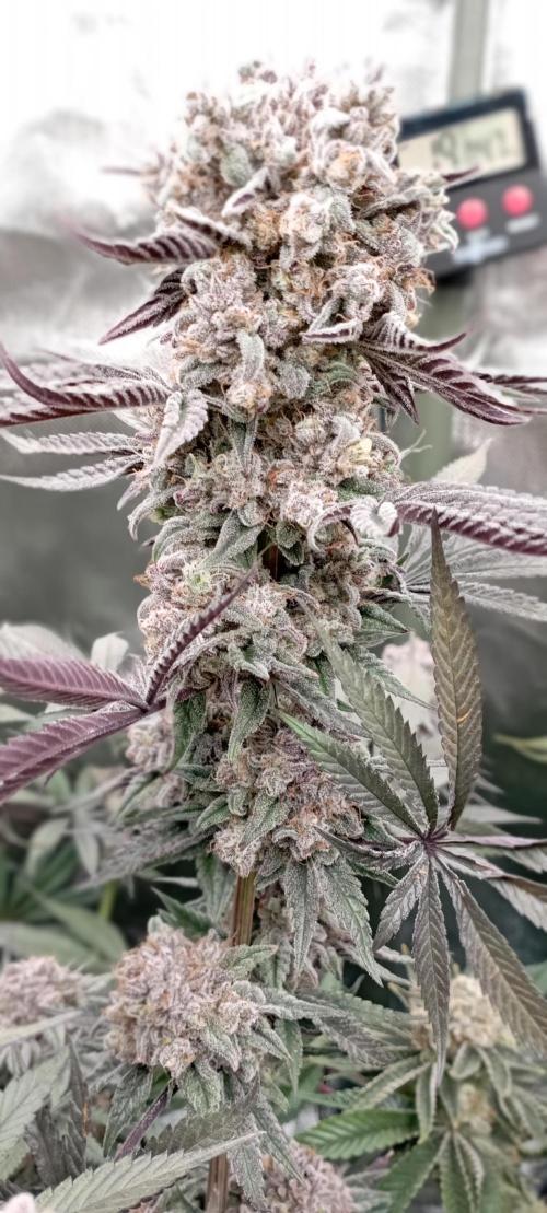 První lampa. Week 15 - Slh/pink candy